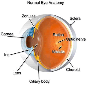 Click to find out more about Glossary of Lasik Surgery Medical Terms